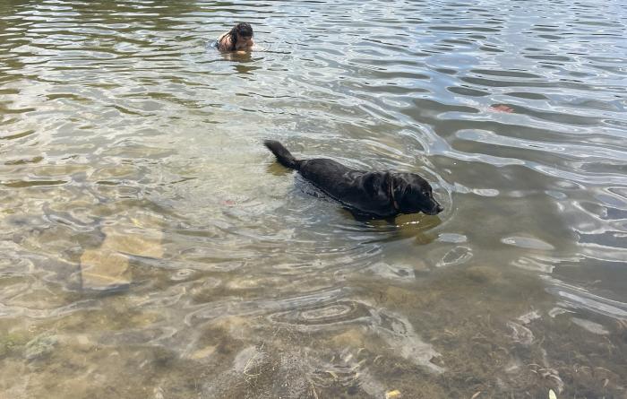 Thelma the dog swimming in a lake with a person